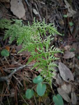 Image of Gaga marginata (Kunth) Fay W. Li & Windham