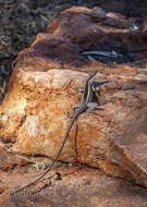 Image of Long-nosed Water Dragon