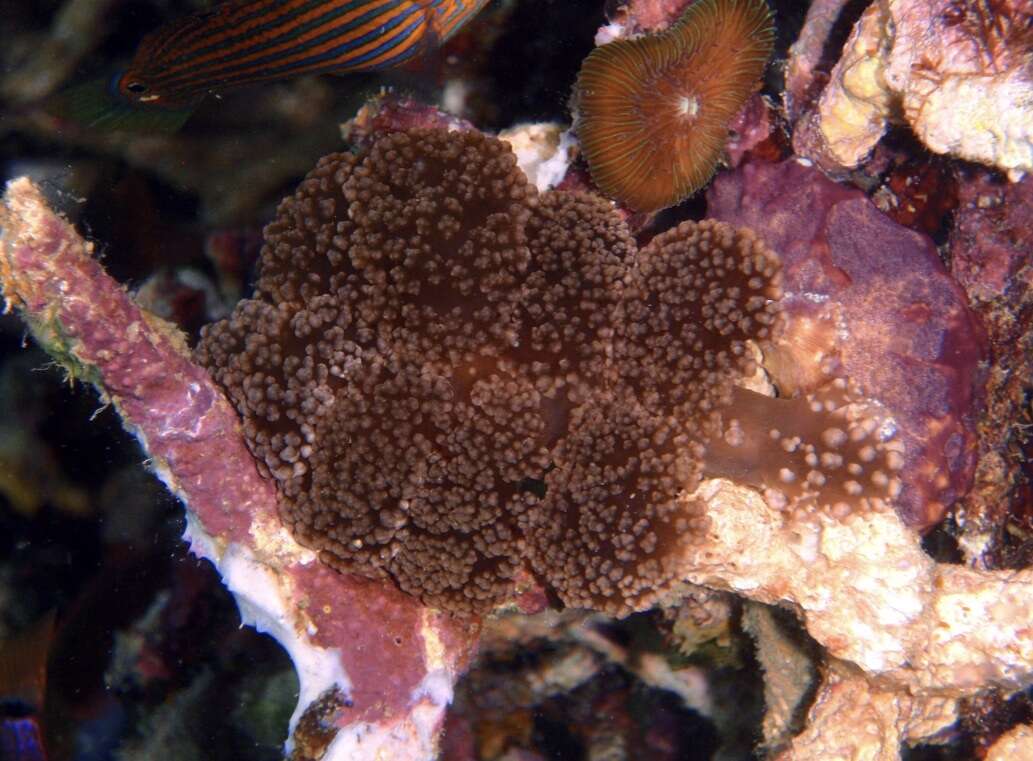 Image of Melibe coralophilia Gosliner & Pola 2012