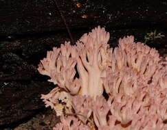 Image of Ramaria australiana (Cleland) R. H. Petersen 1969