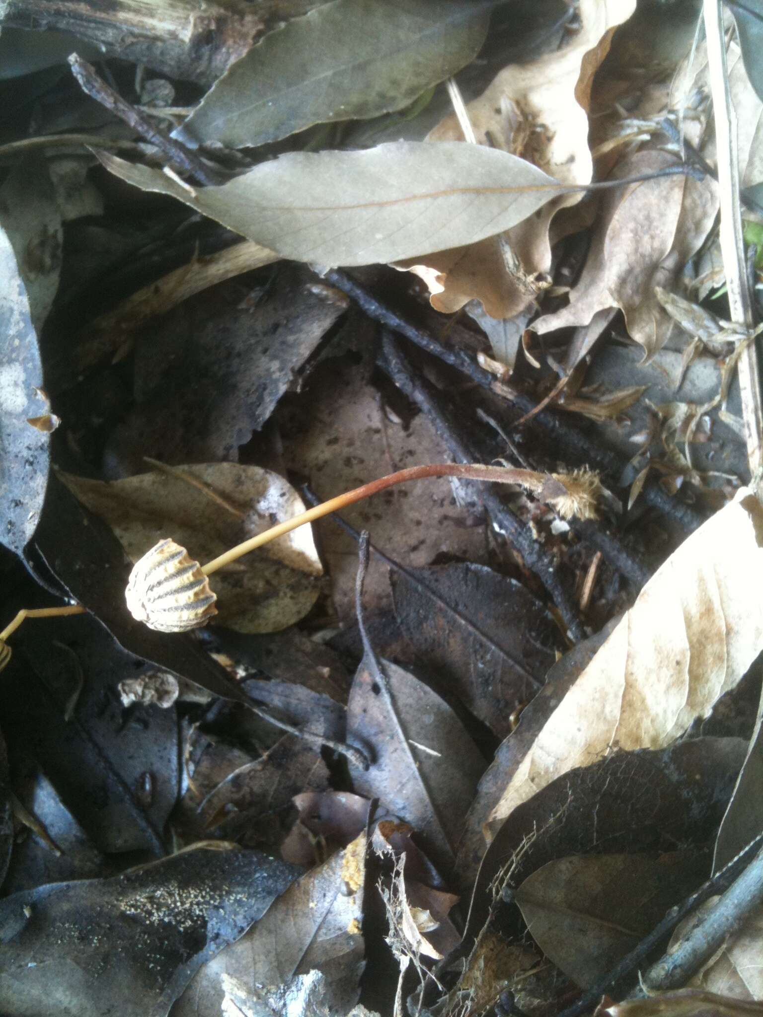 Image of Marasmius purpureostriatus Hongo 1958