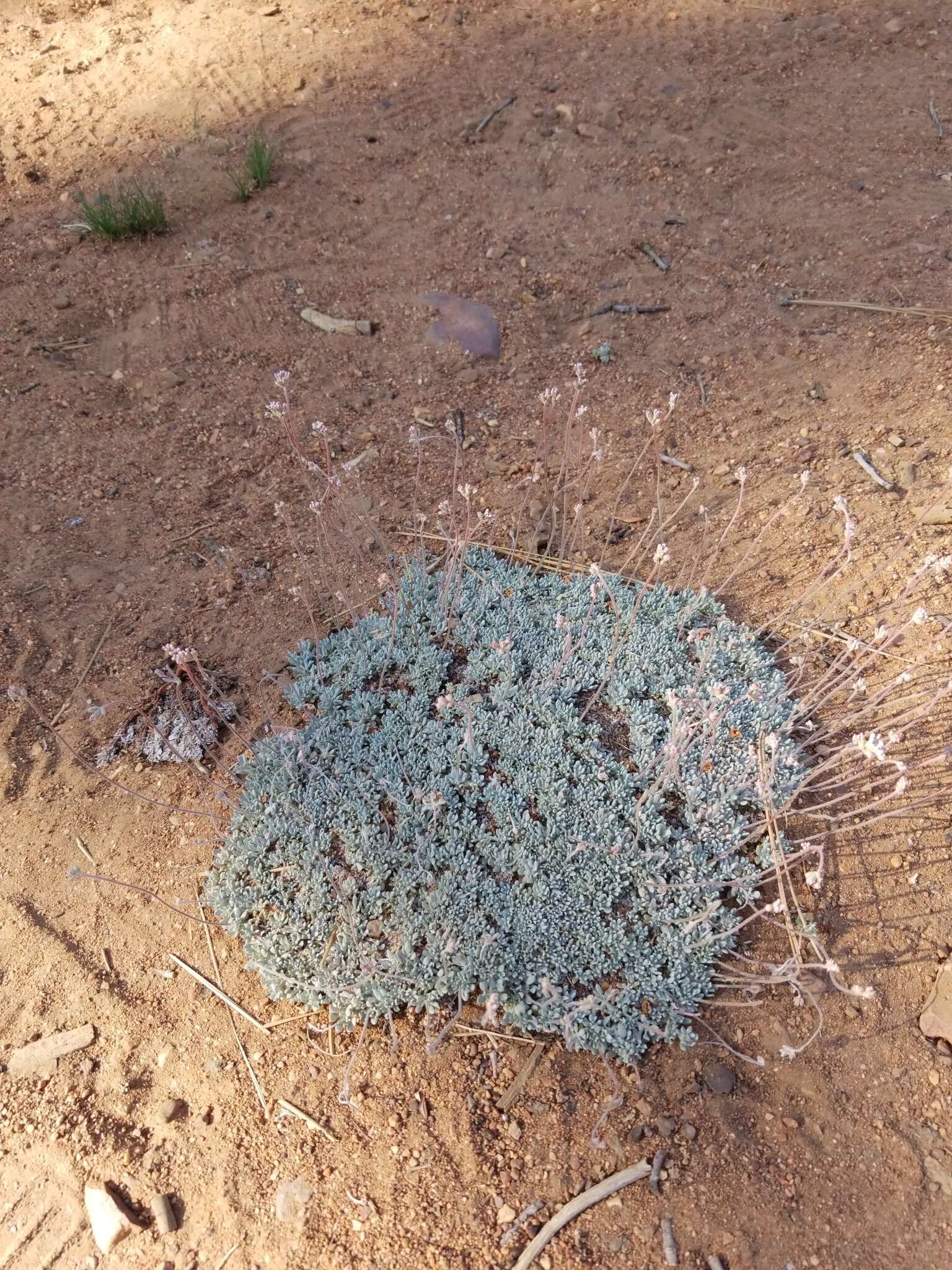 Image of Southern mountain wild-buckwheat