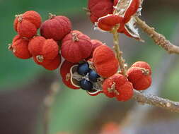 Image of kamala tree