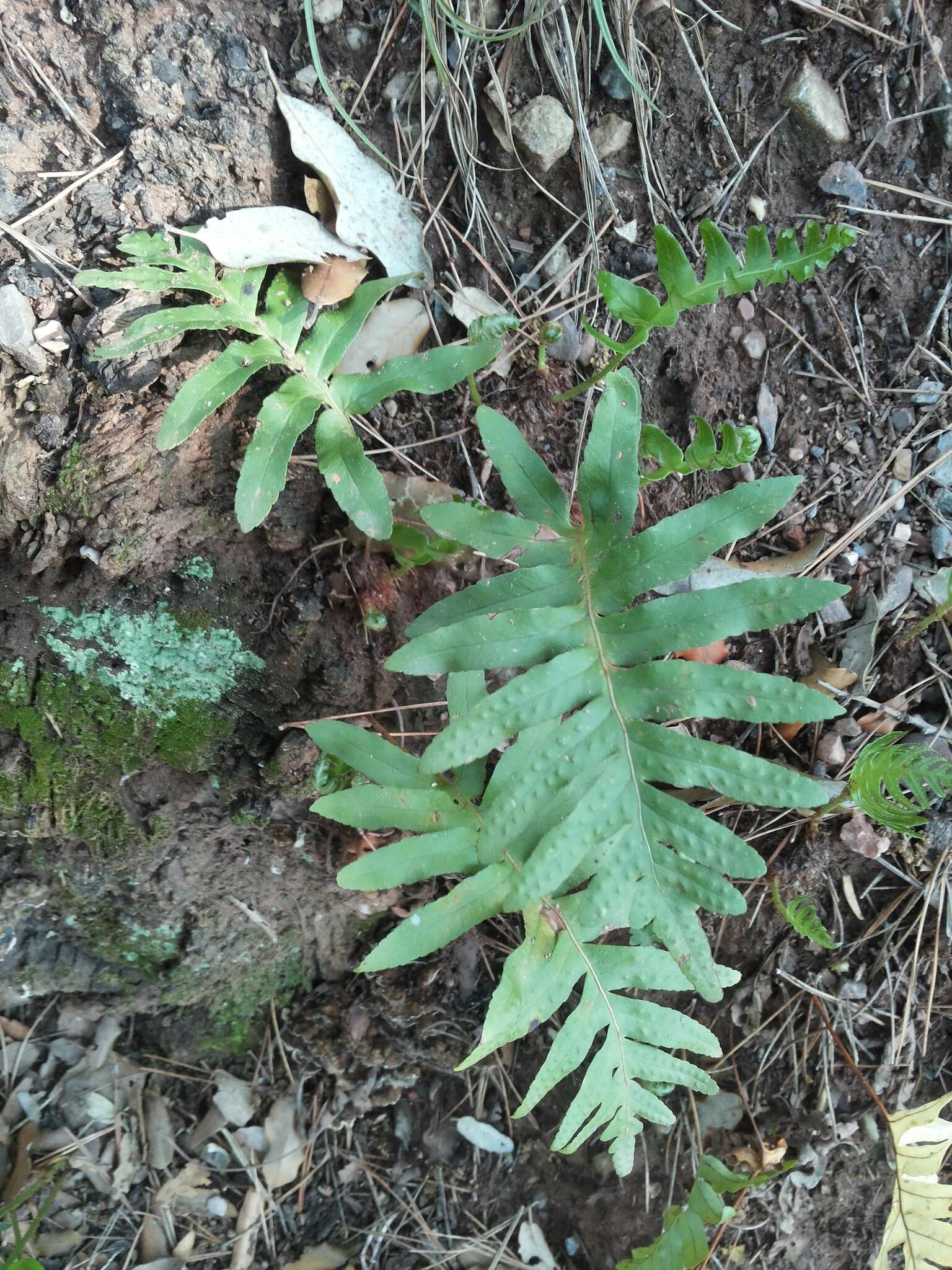 Слика од Polypodium cambricum L.