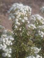 صورة Ageratina espinosarum (A. Gray) R. King & H. Rob.