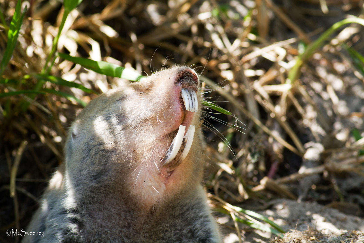 Image of Dune Mole Rats