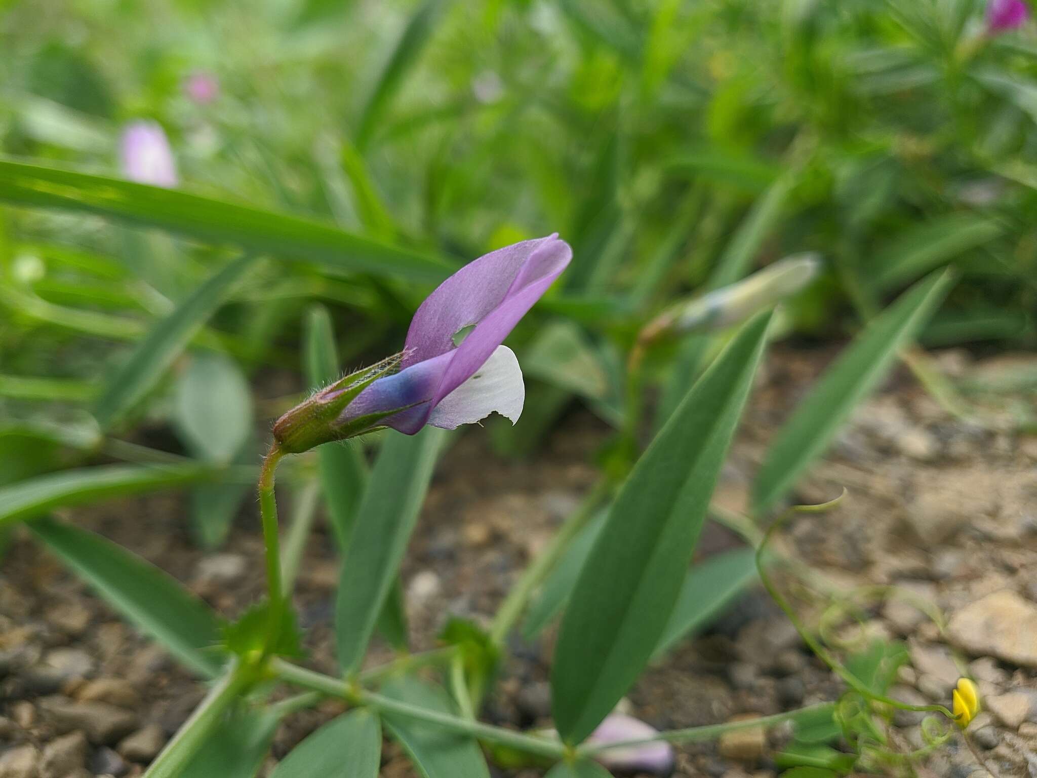 Image of Bithynian vetch