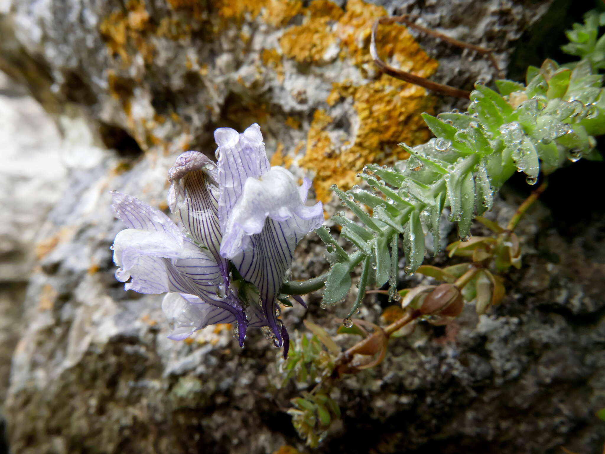 صورة Linaria verticillata subsp. anticaria (Boiss. & Reut.) L. Sáez & M. B. Crespo