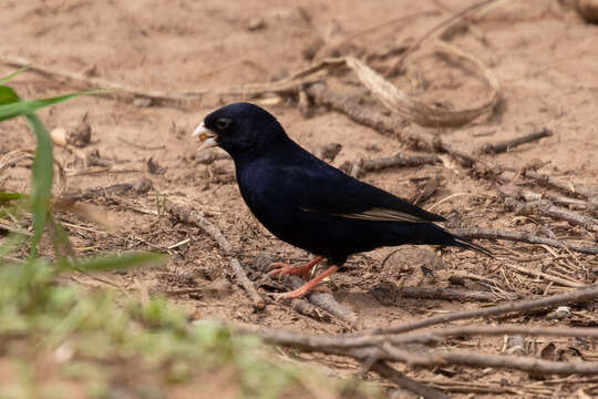 Image of Dusky Indigobird