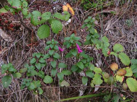 Plancia ëd Clinopodium multiflorum (Ruiz & Pav.) Kuntze