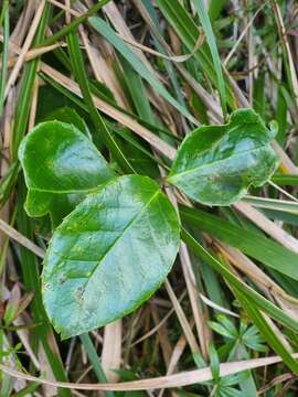 Image of Ilex perado subsp. perado