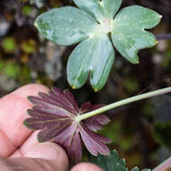 Image of red larkspur