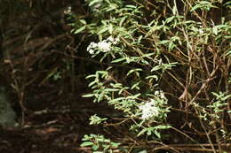 Image of Olearia lyrata (Sims) Hutch.