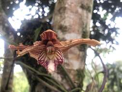 Image of Maxillaria striata Rolfe