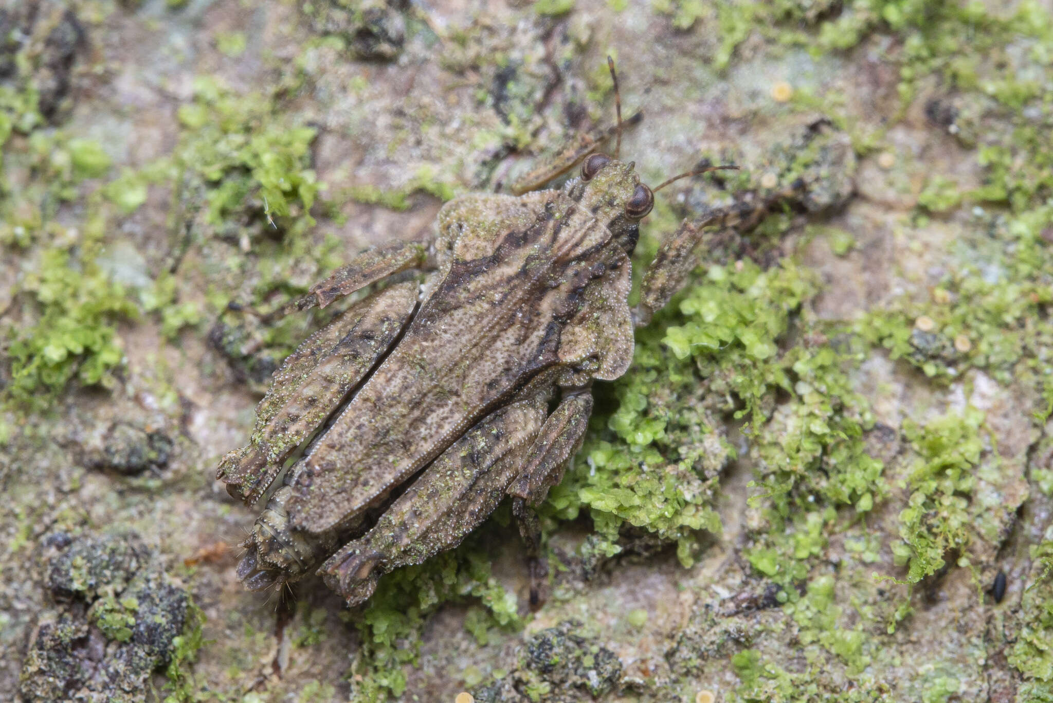 Image of Eurymorphopus bolivariensis Tumbrinck 2014