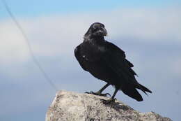 Image of White-necked Raven