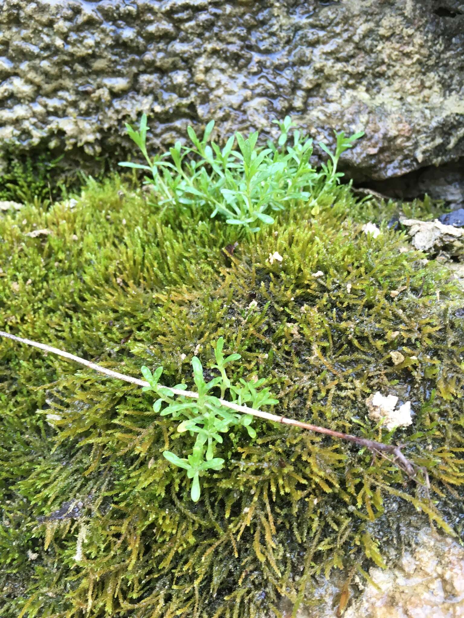 Image of American Water Starwort