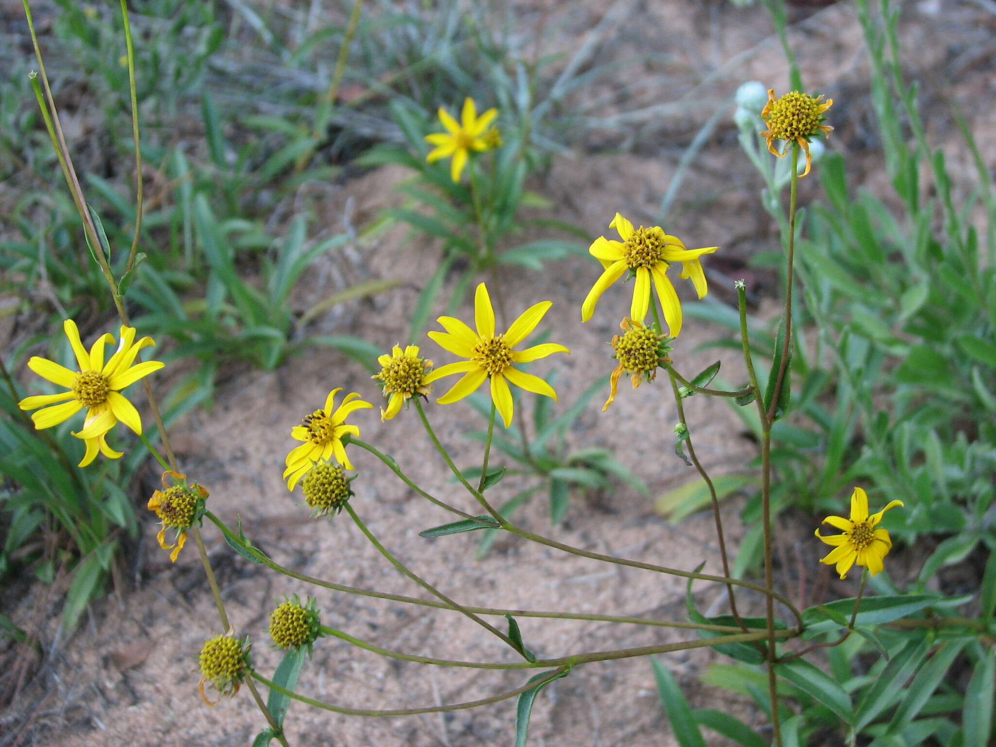 Image de Helianthus smithii C. B. Heiser