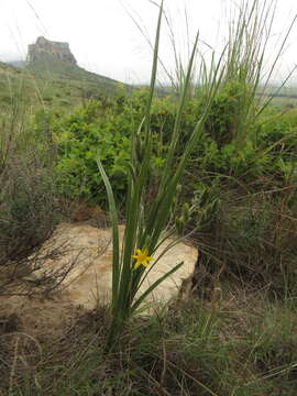 Image of Hypoxis rigidula var. rigidula