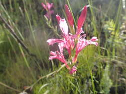 Image of Tritoniopsis ramosa var. unguiculata (Baker) G. J. Lewis