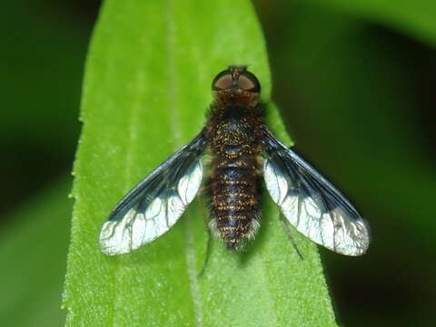 Image of Hemipenthes webberi (Johnson 1919)