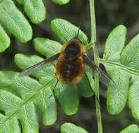 Image of Bombylius mexicanus Wiedemann 1821