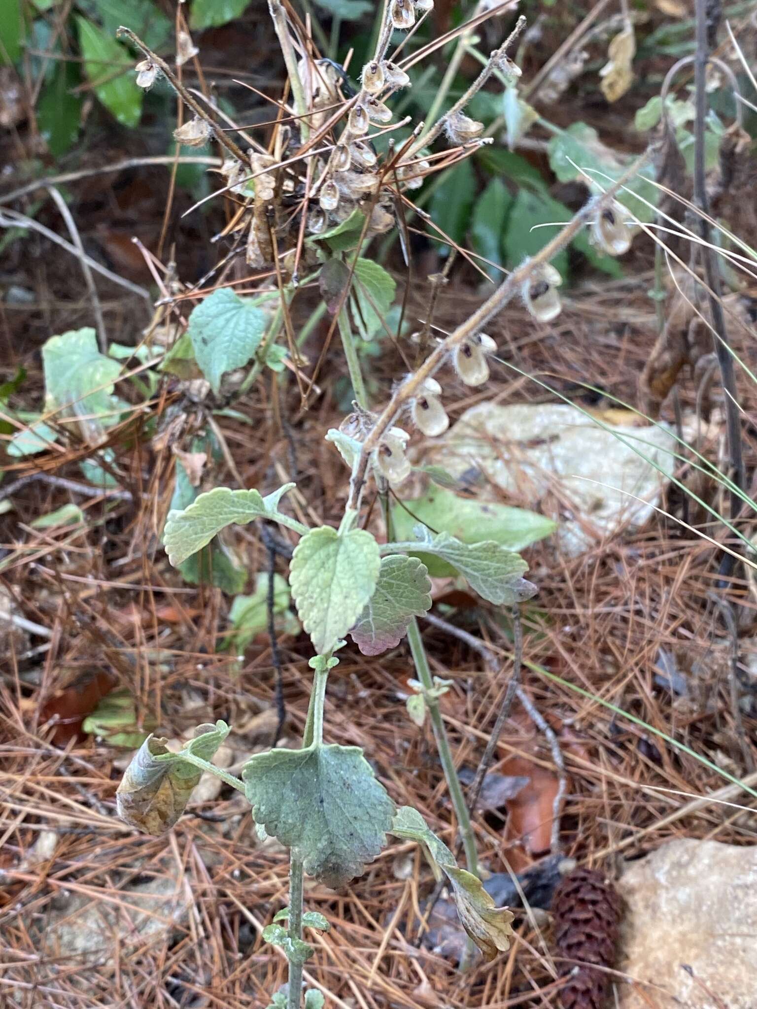 Image de Scutellaria brevibracteata Stapf