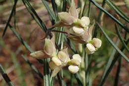 Image of Gomphocarpus tomentosus Burch.