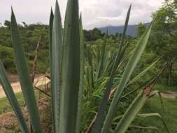 Plancia ëd Agave rhodacantha Trel.