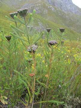 Image of Berzelia albiflora (E. Phillips) Class.-Bockh. & E. G. H. Oliv.