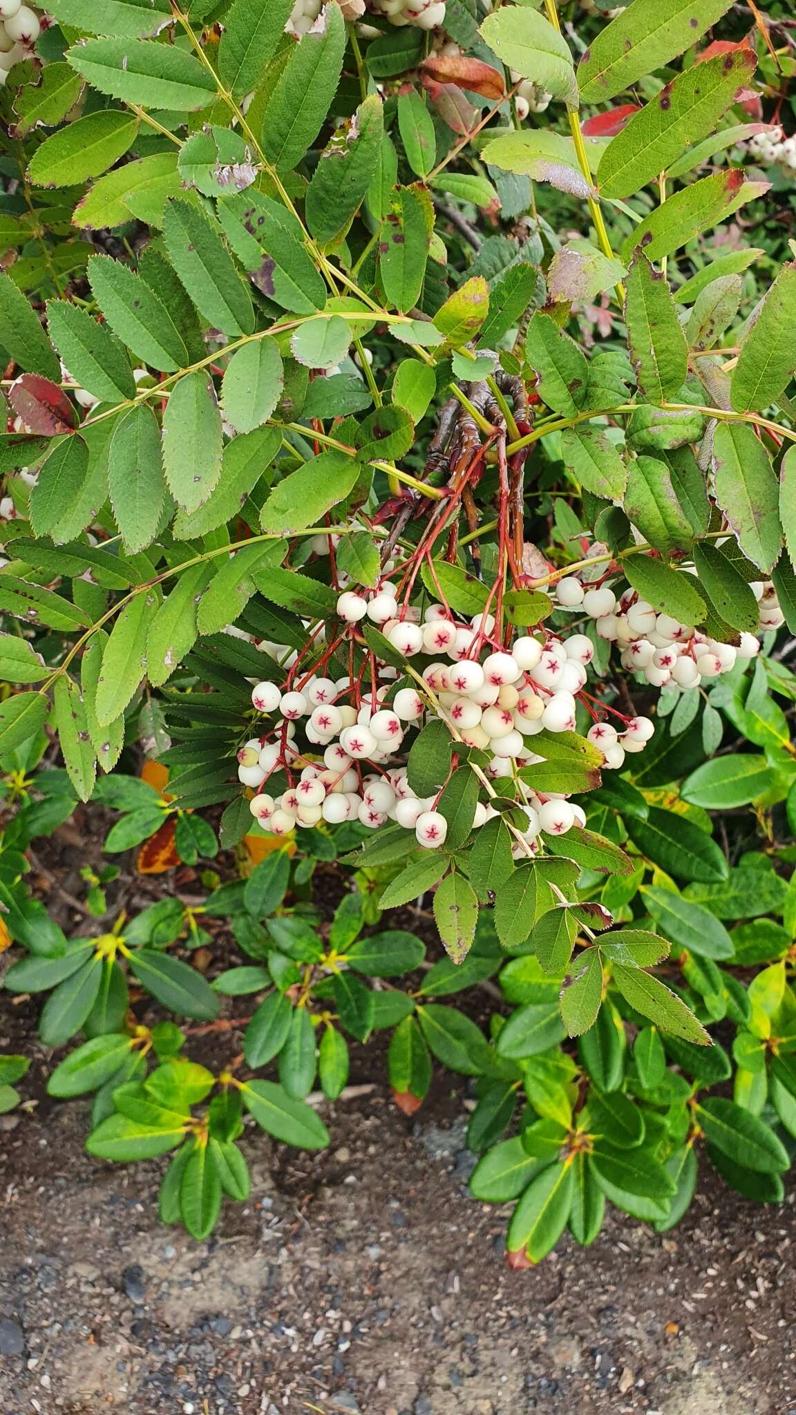 Imagem de Sorbus koehneana C. K. Schneid.