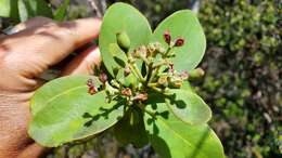 Image of mountain sandalwood