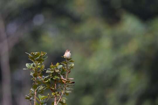 Image of Whistling Cisticola