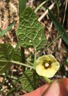 Plancia ëd Physalis arenicola Kearney