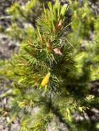 Слика од Astroloma pinifolium (R. Br.) Benth.