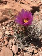 Plancia ëd Sclerocactus parviflorus Clover & Jotter