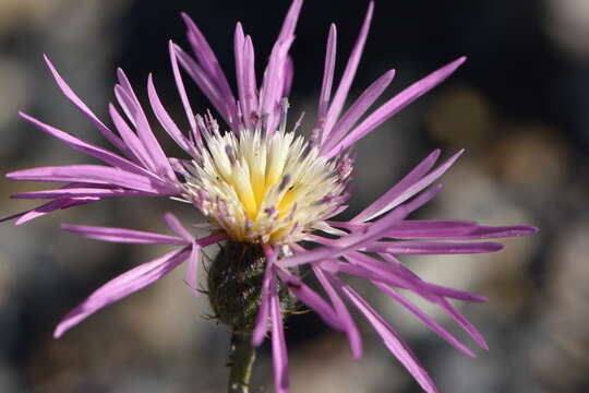 Plancia ëd Volutaria muricata (L.) Maire