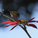 Image of Tytler's Leaf Warbler