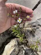 Image of Tradescant's American-Aster