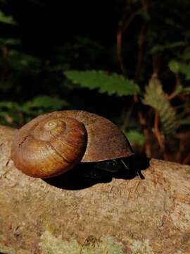 Image of Macrocyclis peruvianus (Lamarck 1822)