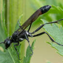 Слика од Ammophila pubescens Curtis 1836