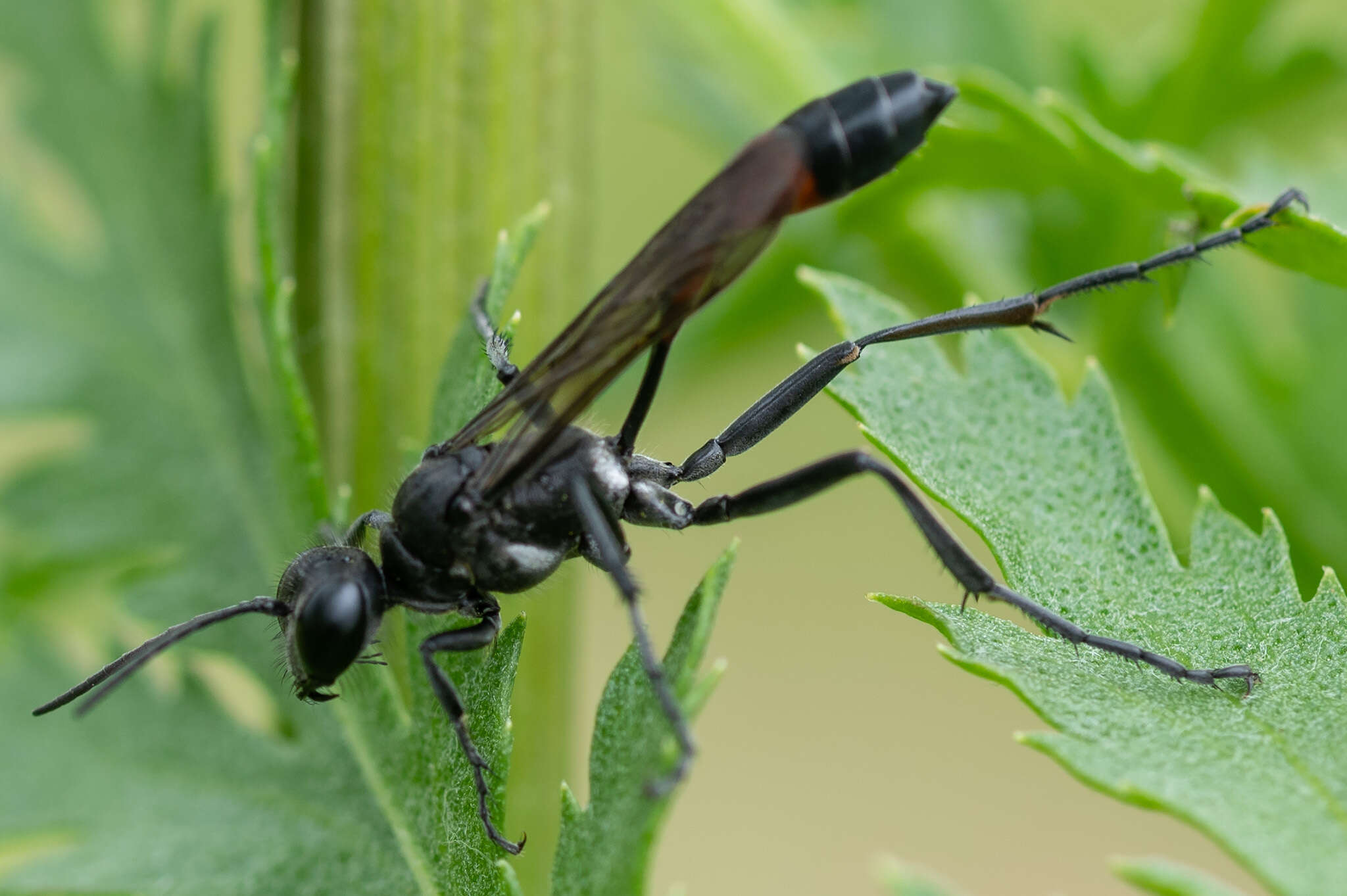 Image of Ammophila pubescens Curtis 1836