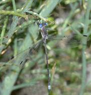 Image of Archilestes californicus McLachlan 1895