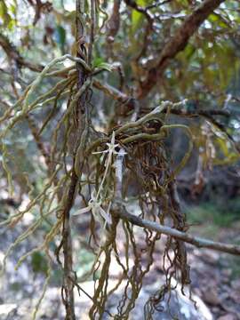 Mystacidium capense (L. fil.) Schltr. resmi