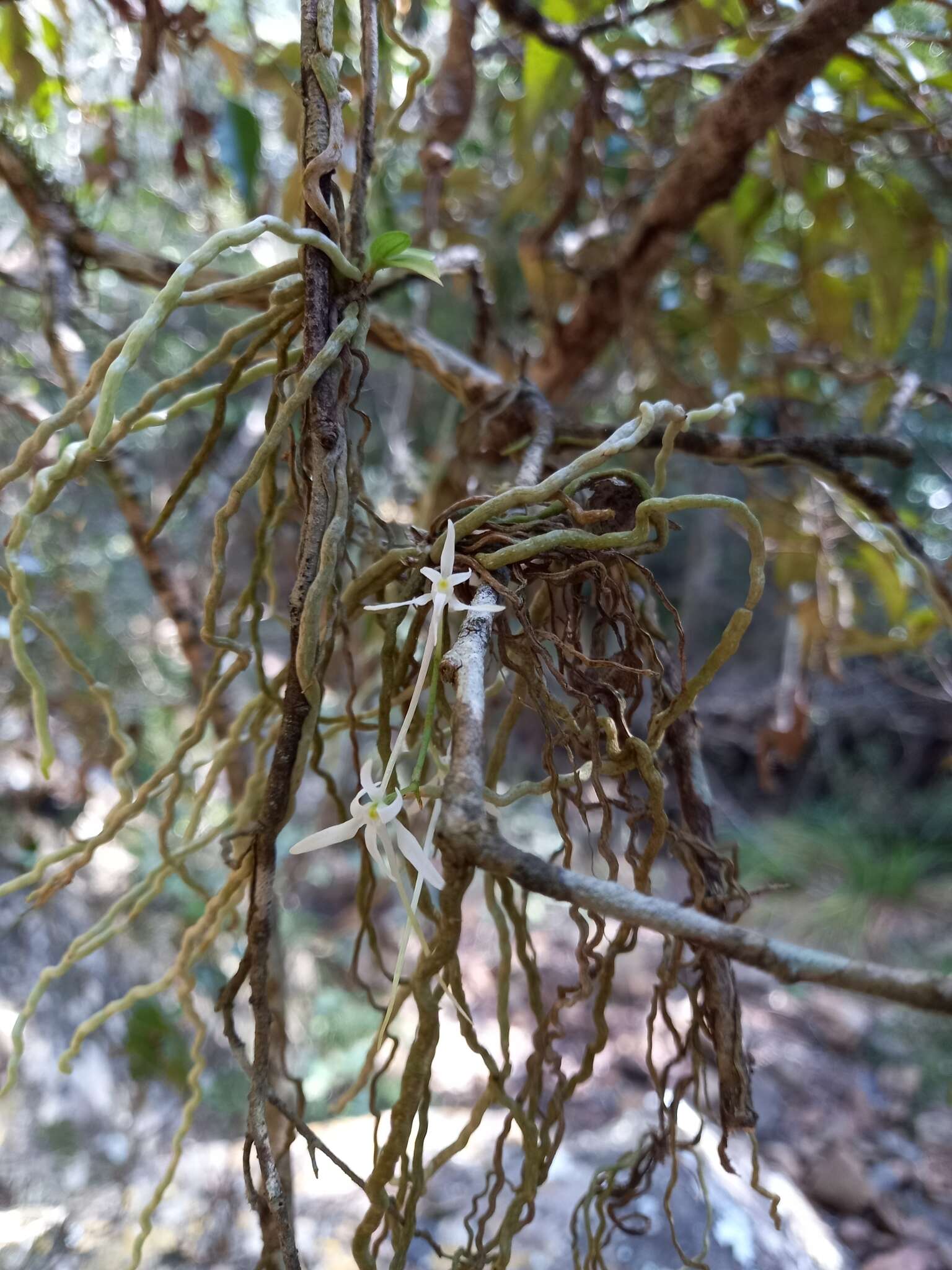 Image of Mystacidium capense (L. fil.) Schltr.