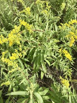 Imagem de Solidago missouriensis Nutt.