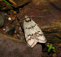 Image of Compsotropha selenias Meyrick 1884