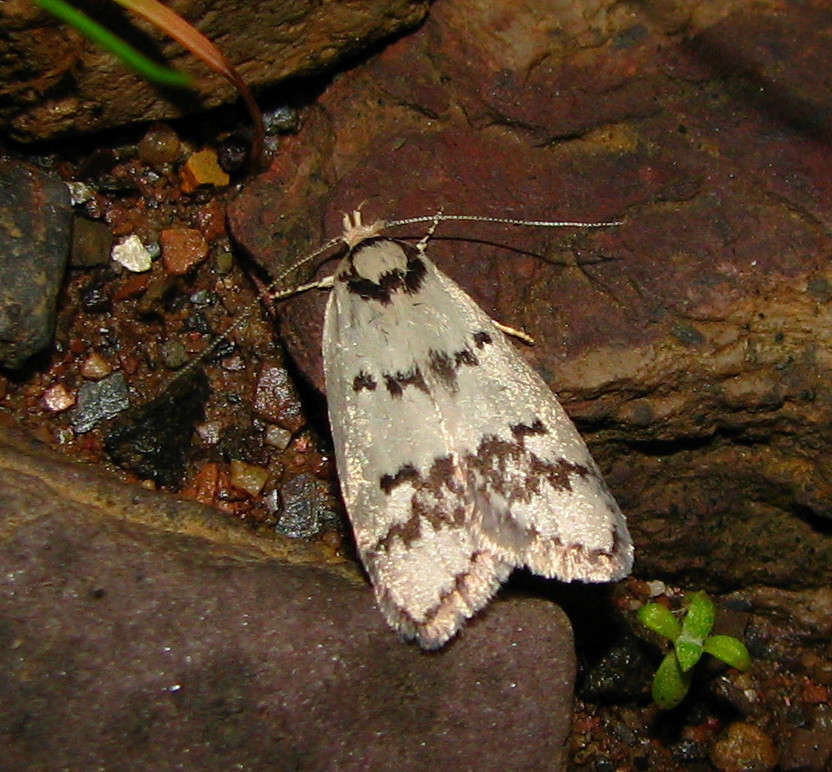 Image of Compsotropha selenias Meyrick 1884