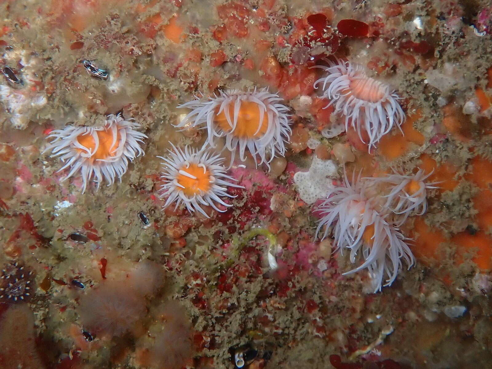 Image of thenarian burrowing anemones