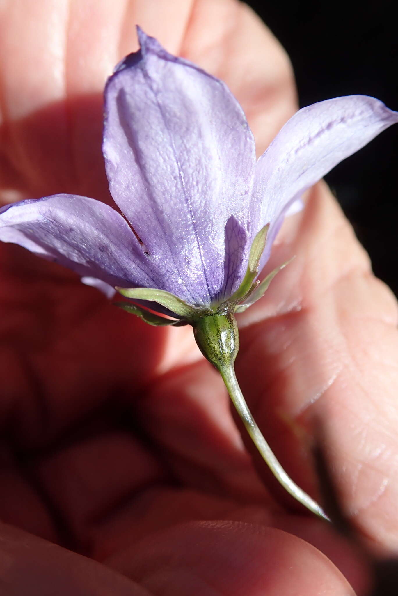 Image of Wahlenbergia cuspidata Brehmer